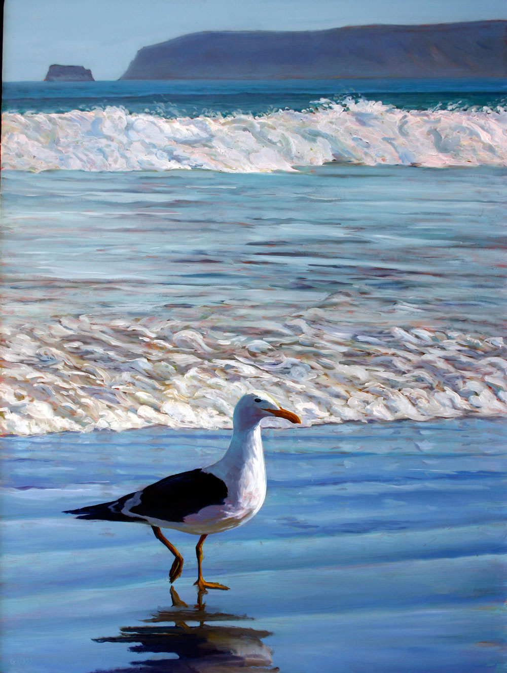 Seagull, Drakes Beach